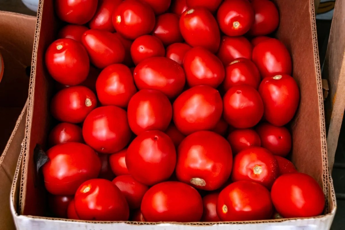 Box of red ripe tomatoes.