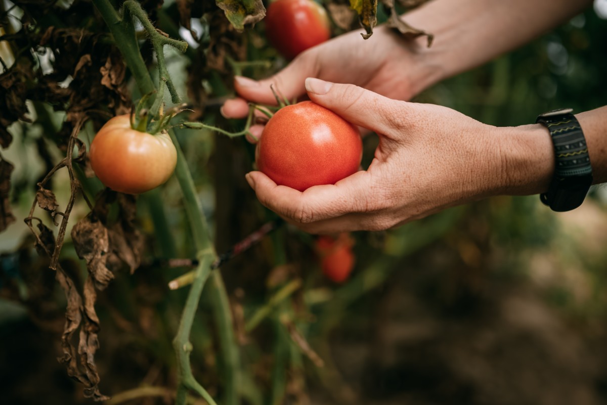 Hand picking tomato on wilted tomato plant.