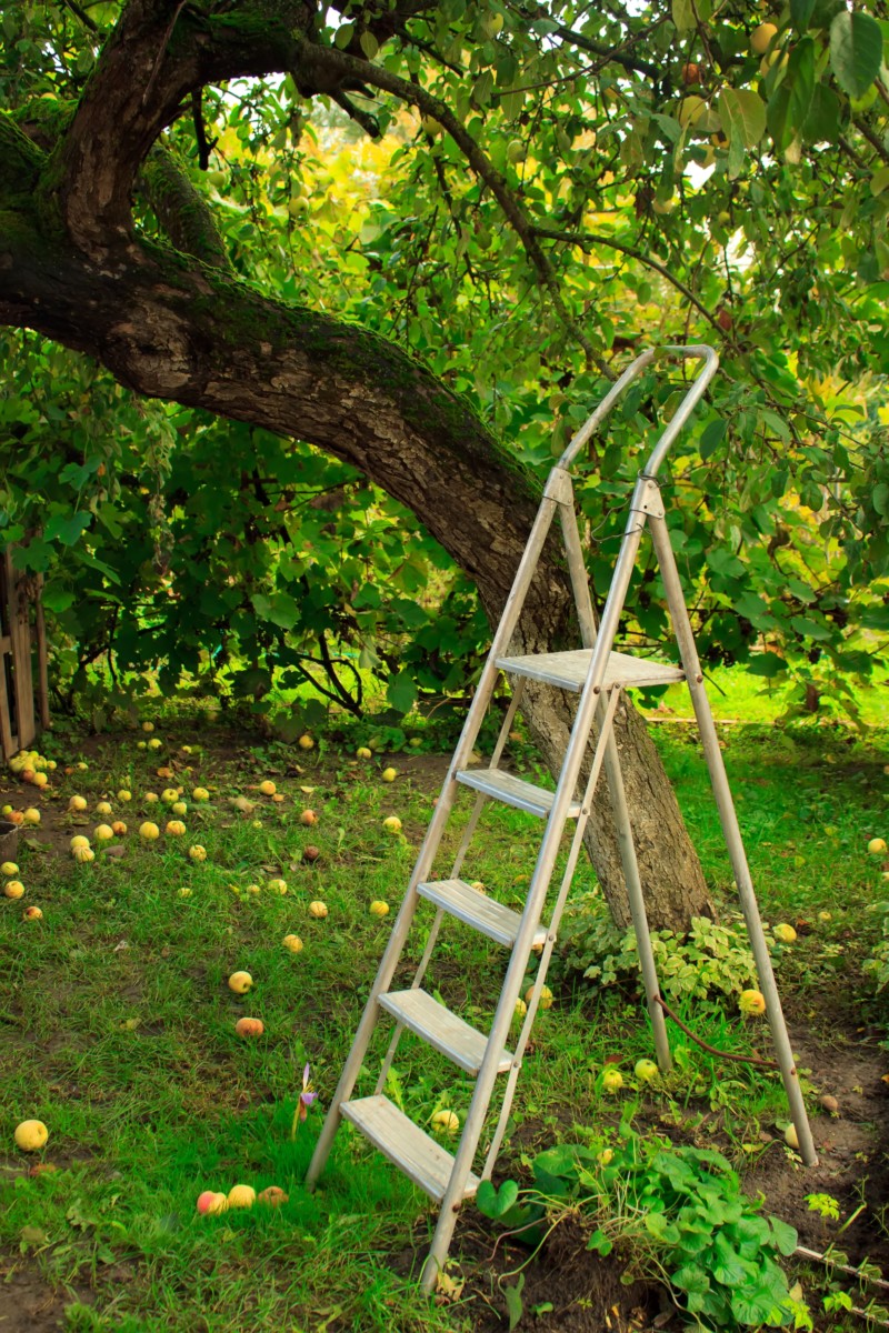 A step ladder set up beneath an apple tree. 
