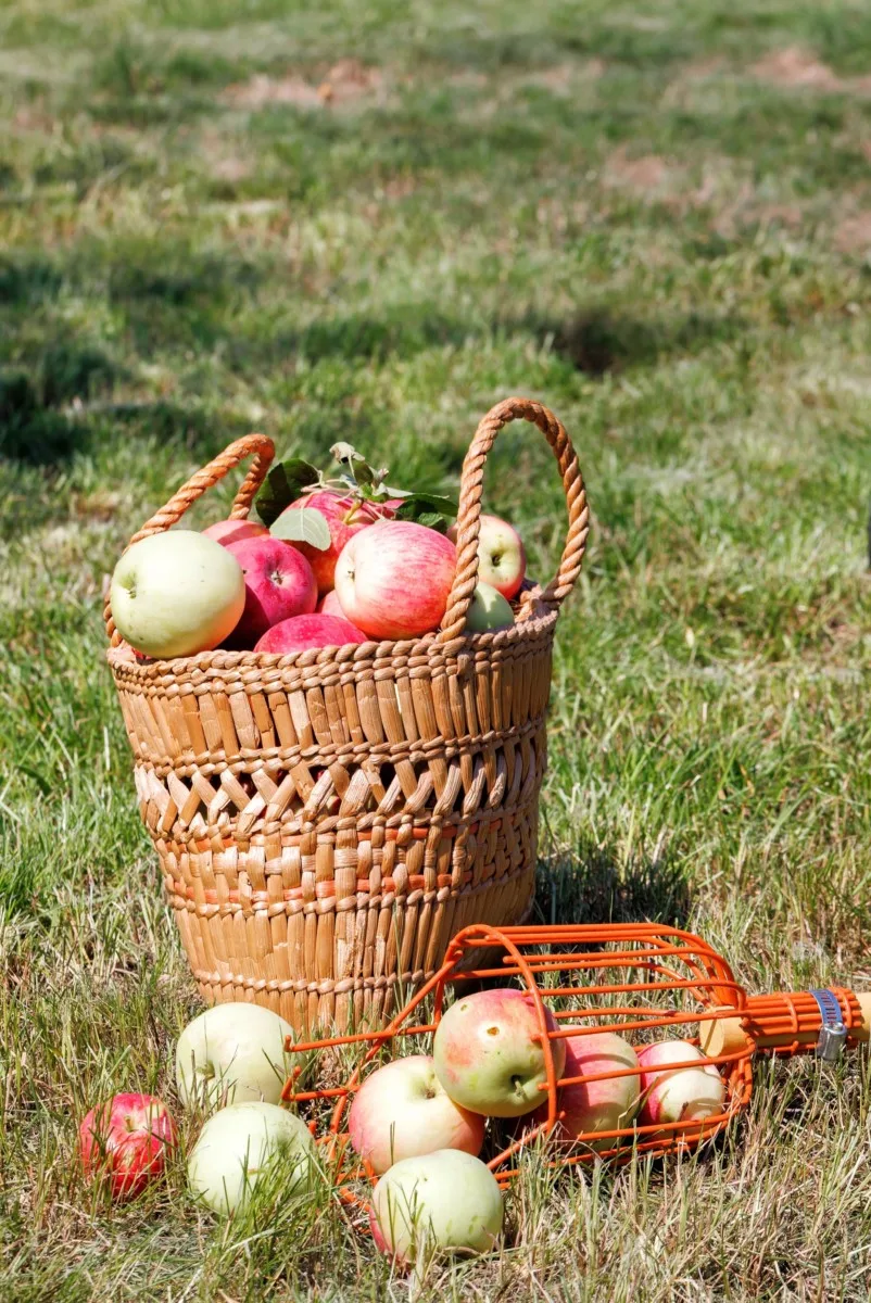 A basket of apples next to a fruit picker laying in the grass. 
