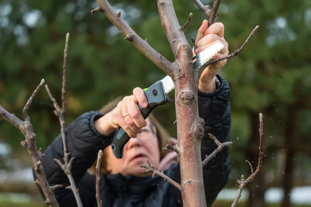 Woman using a pocket saw to prune fruit tree. 