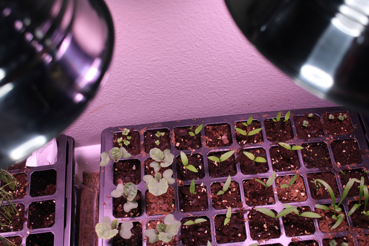 Tiny seedlings growing under grow lights.