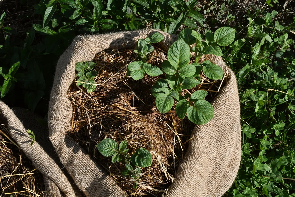 Overhead view of potato seedling in a jute sack on a sunny day.