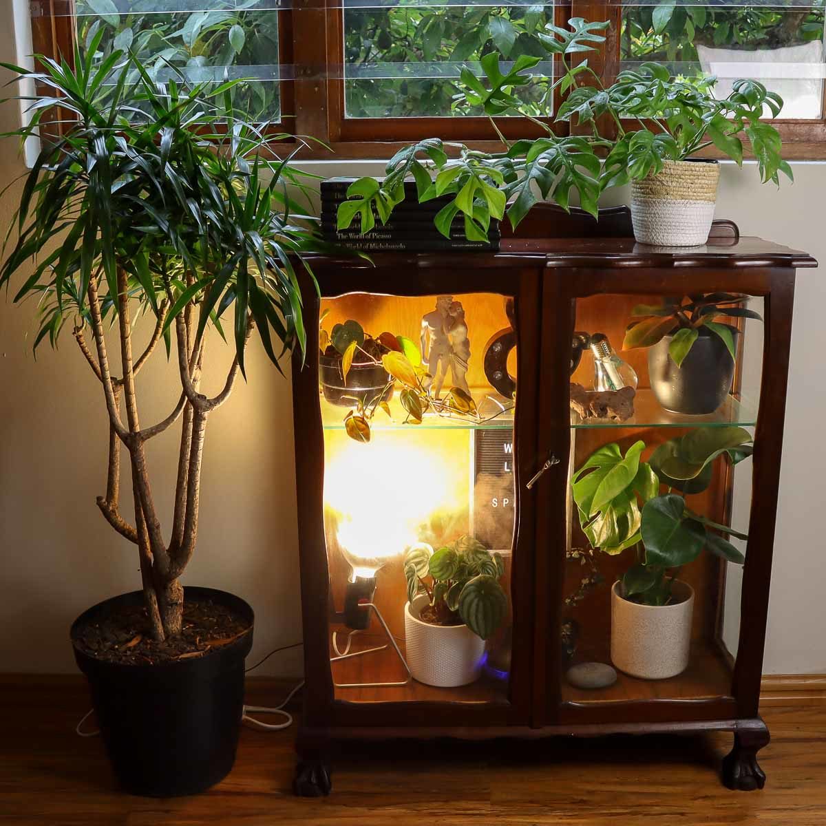 Indoor greenhouse made out of an old cabinet. 