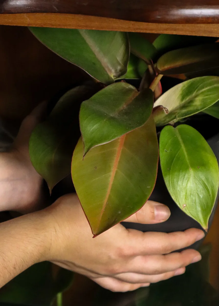 Hands holding a potted philodendron