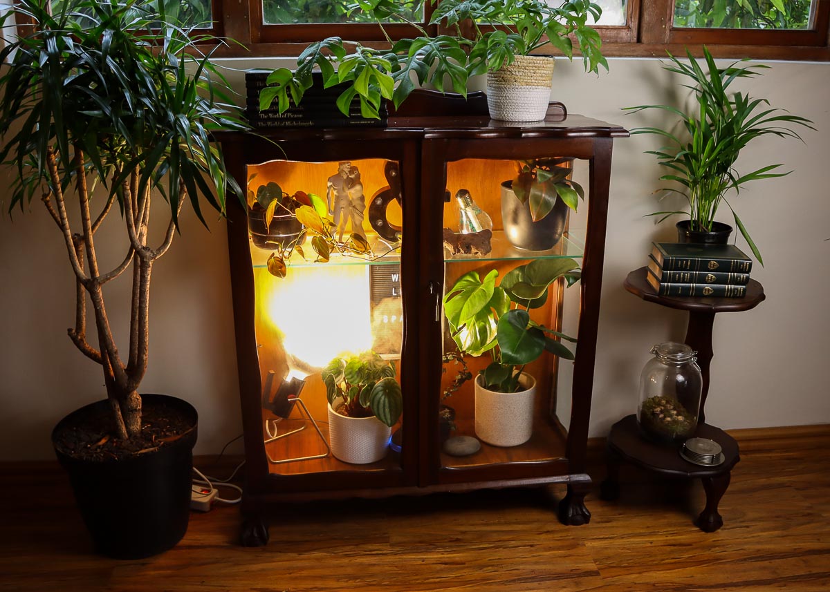 Indoor greenhouse, lit from within with grow light. 