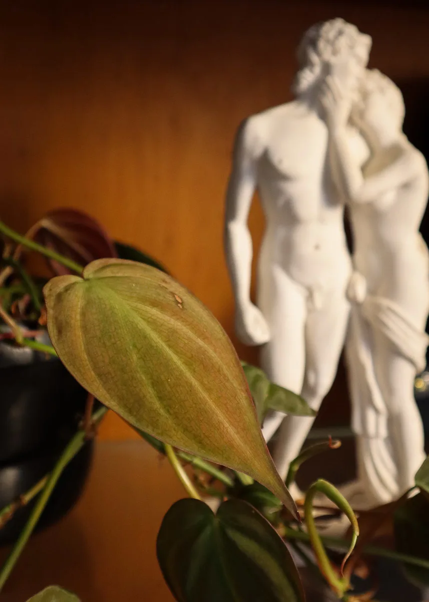 Close up of philodendron leaf, marble statue in soft focus in the background. 

