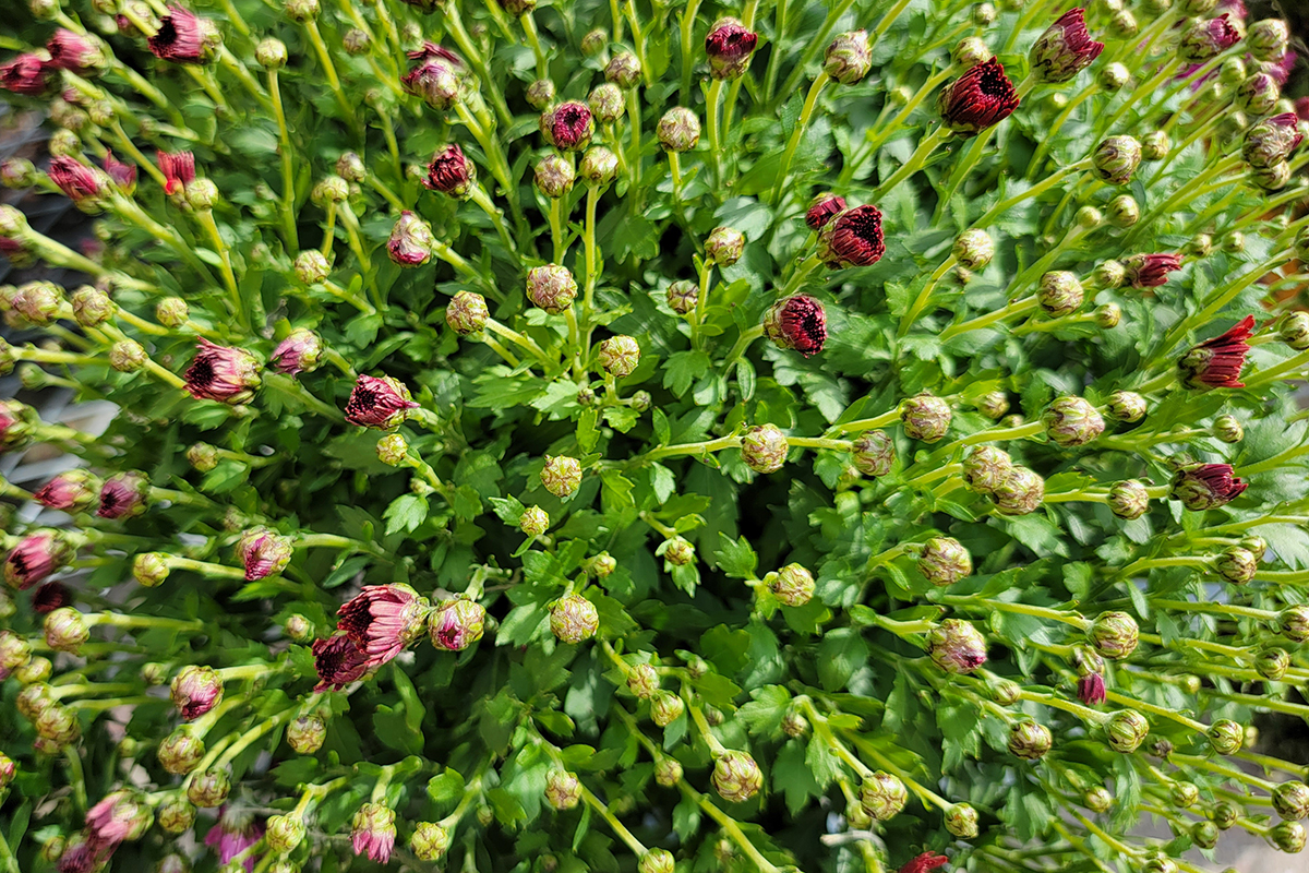 View of a mum with closed buds.