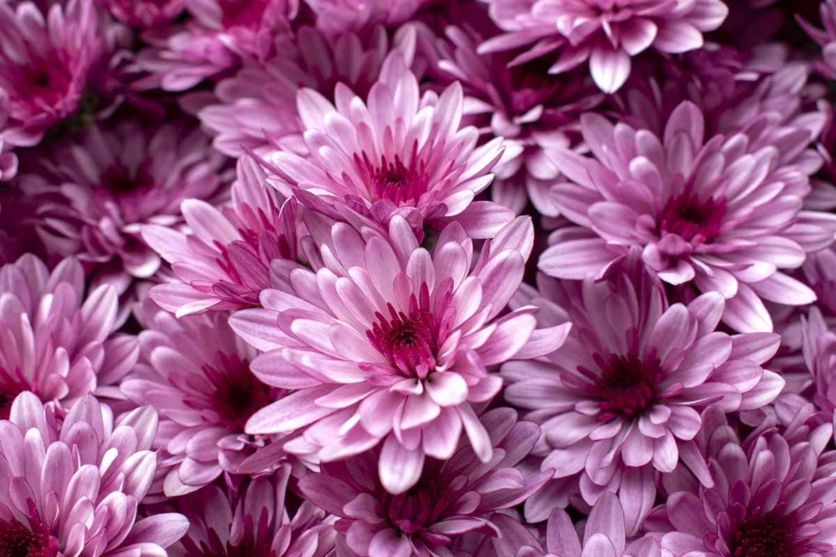 A close up of pink chrysanthemum blooms