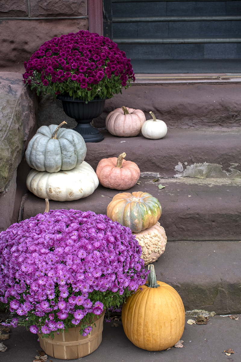 Mums and pumpkins on a stoop.