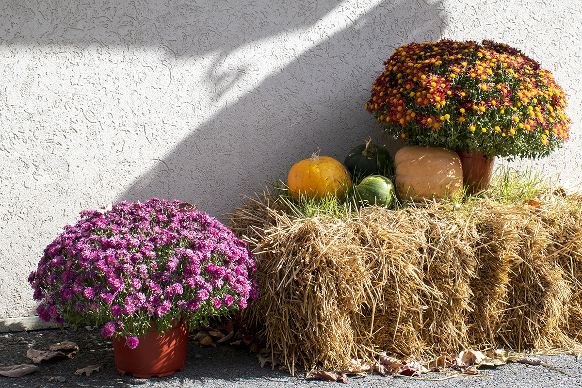 Fall decor with potted mums, pumpkins, and a haystack.
