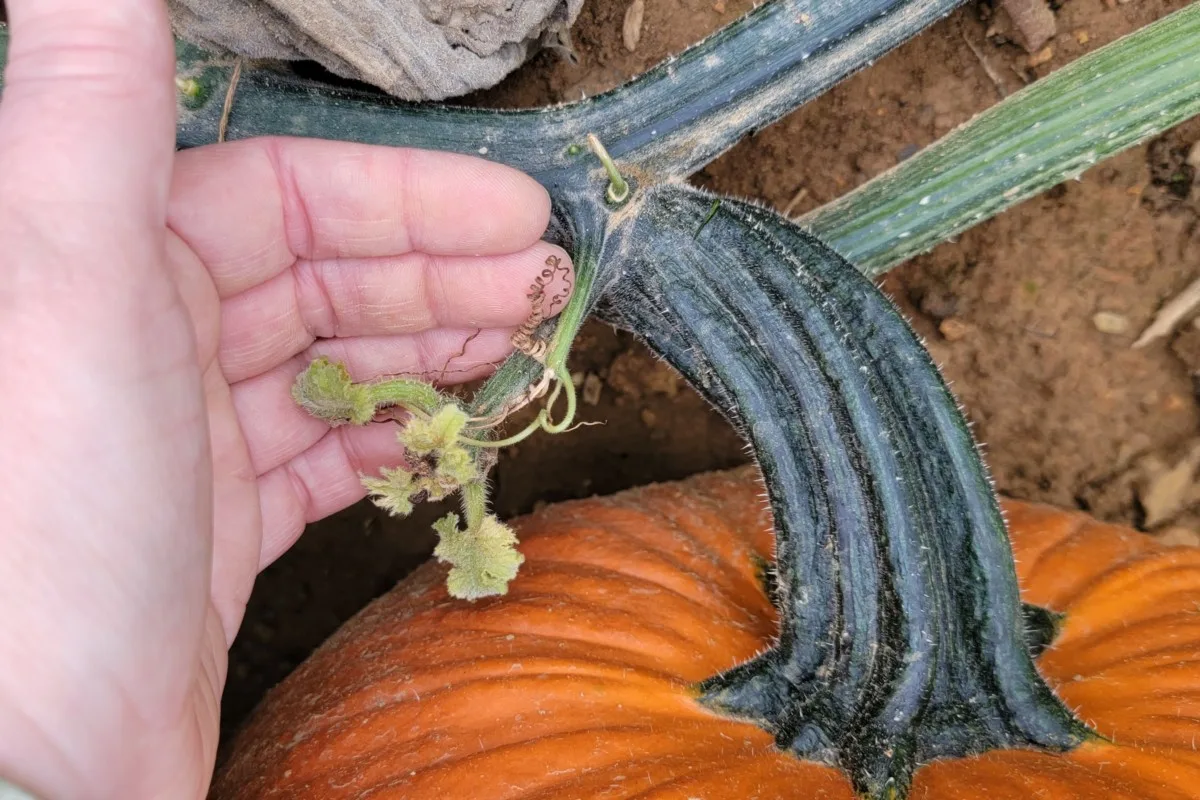 Hand holding a brown tendril of a pumpkin