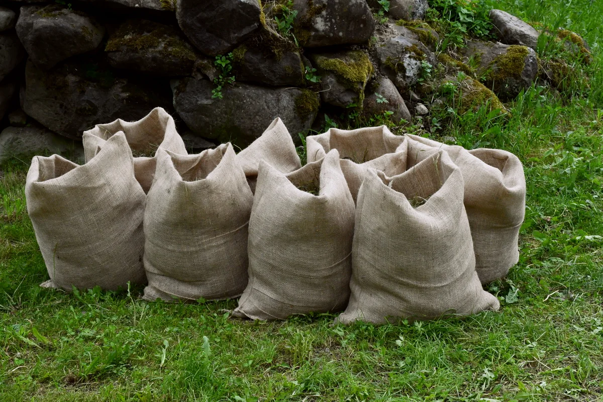 Eight sacks planted with potatoes.