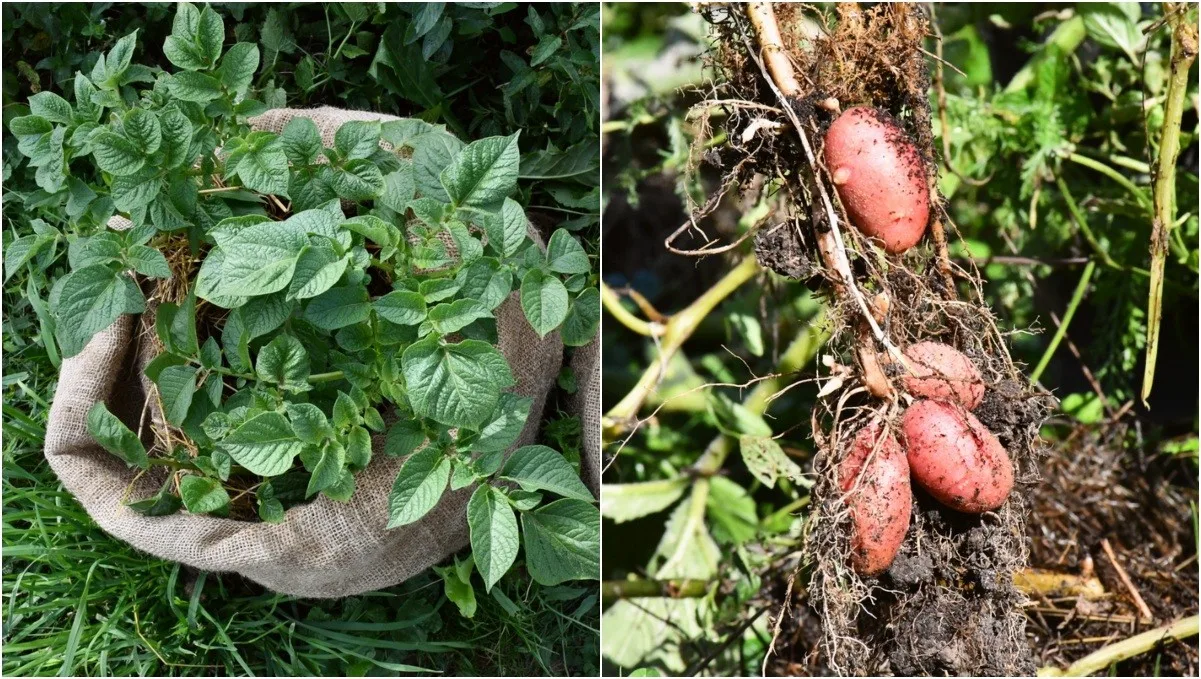 How We Grew Potatoes in Sacks (+ How To Do It Better Than We Did)
