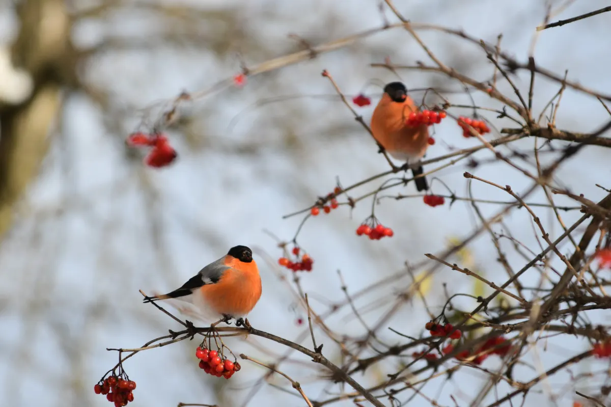Birds in winter on a bush with red berries