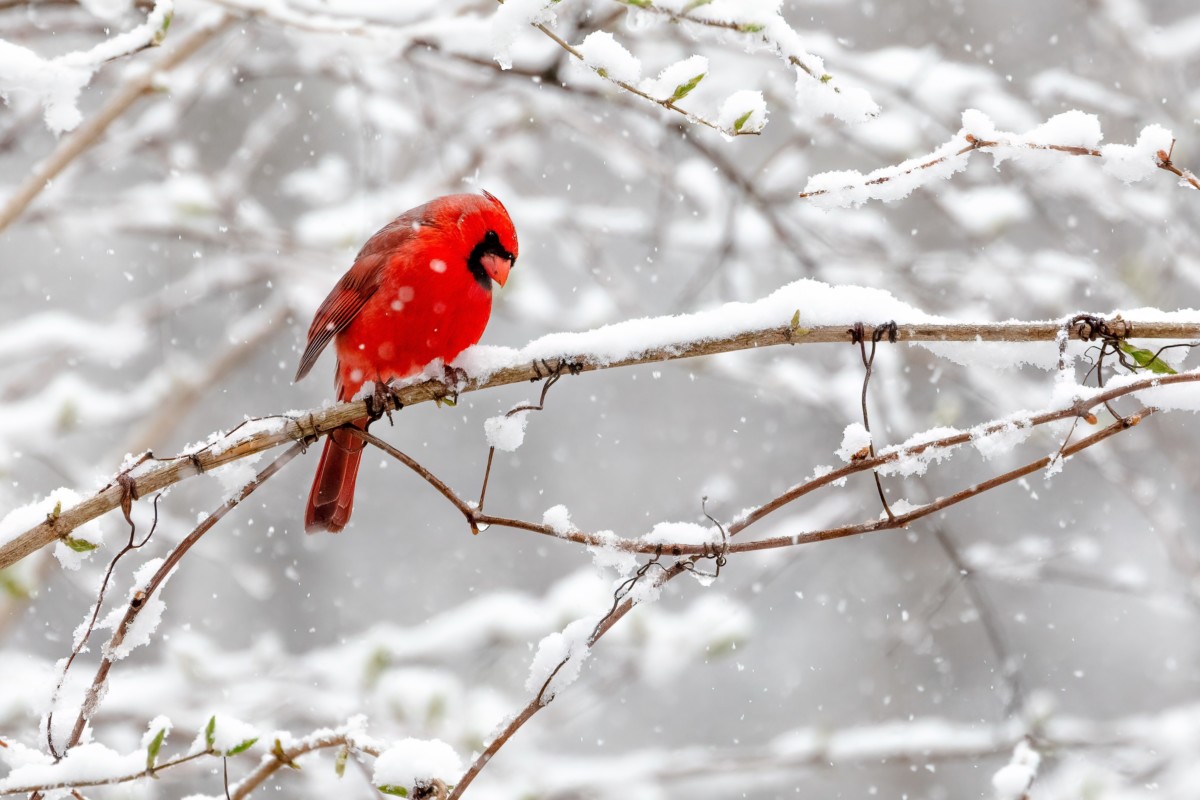 Cardinal against a snowy background
