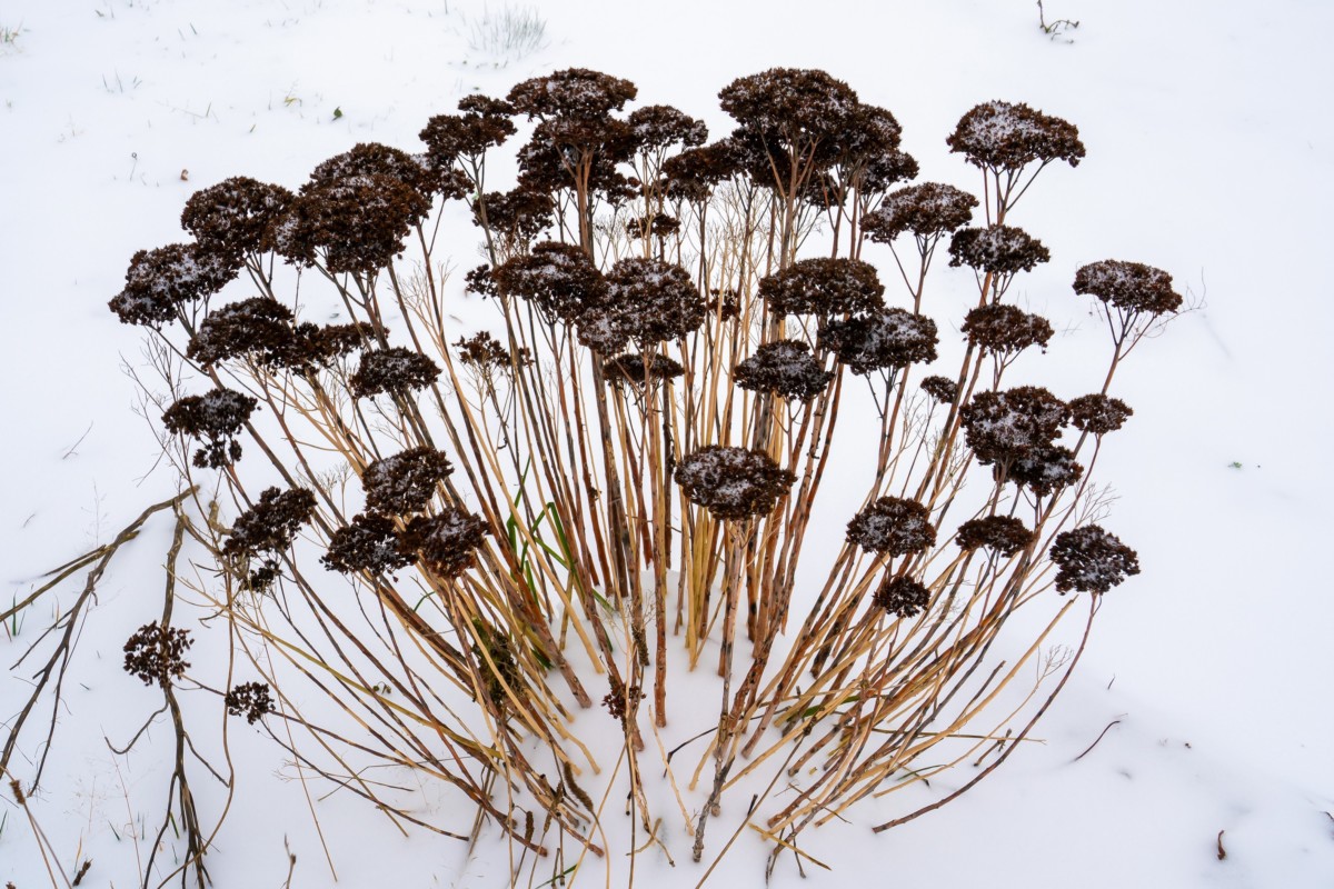 Dead flowers in the snow