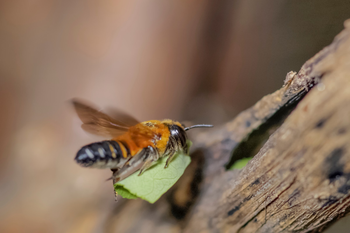 Leaf cutter bee building a nest