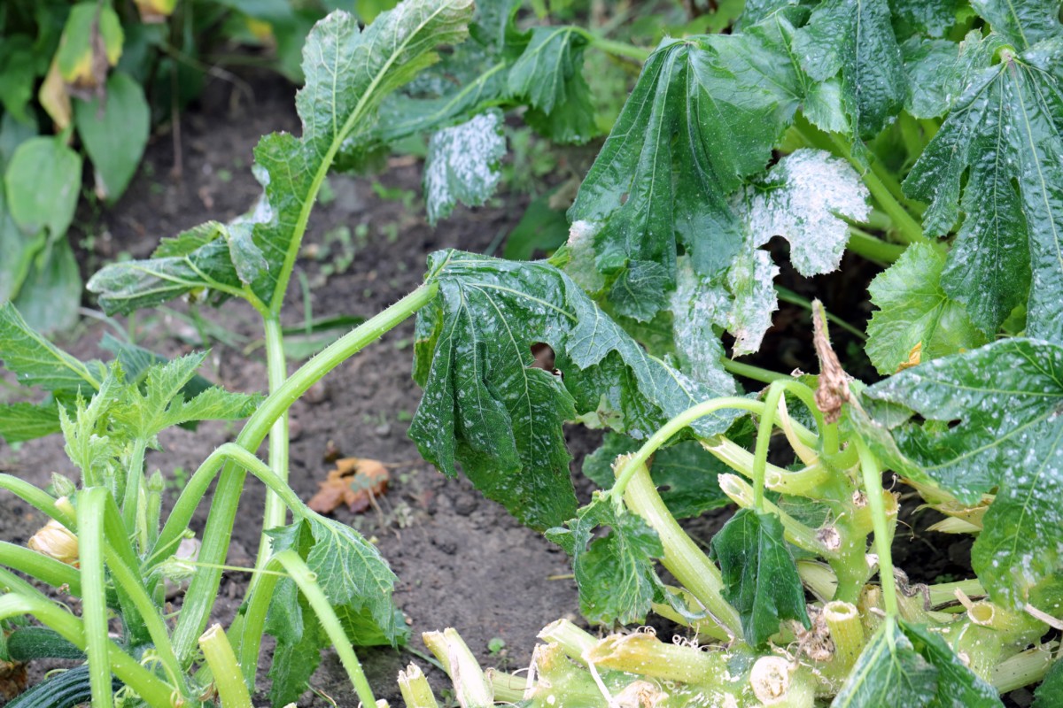 Zucchini damaged by frost