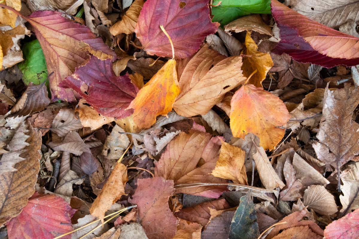 Fall leaves on the ground
