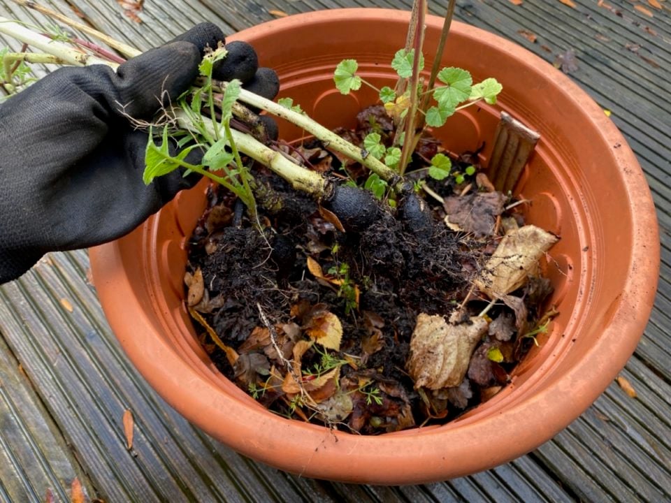 8 Uses for Old Potting Soil (+ 2 Things You Should Never Do With It)