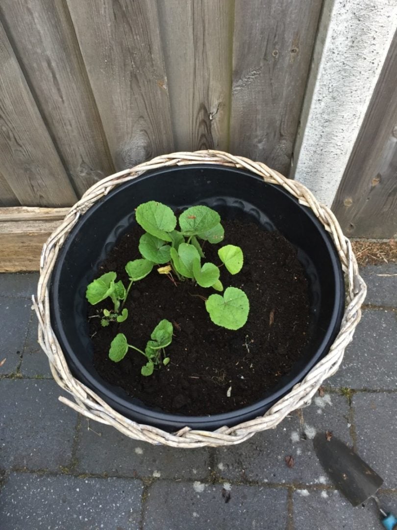 8 Uses for Old Potting Soil (+ 2 Things You Should Never Do With It)