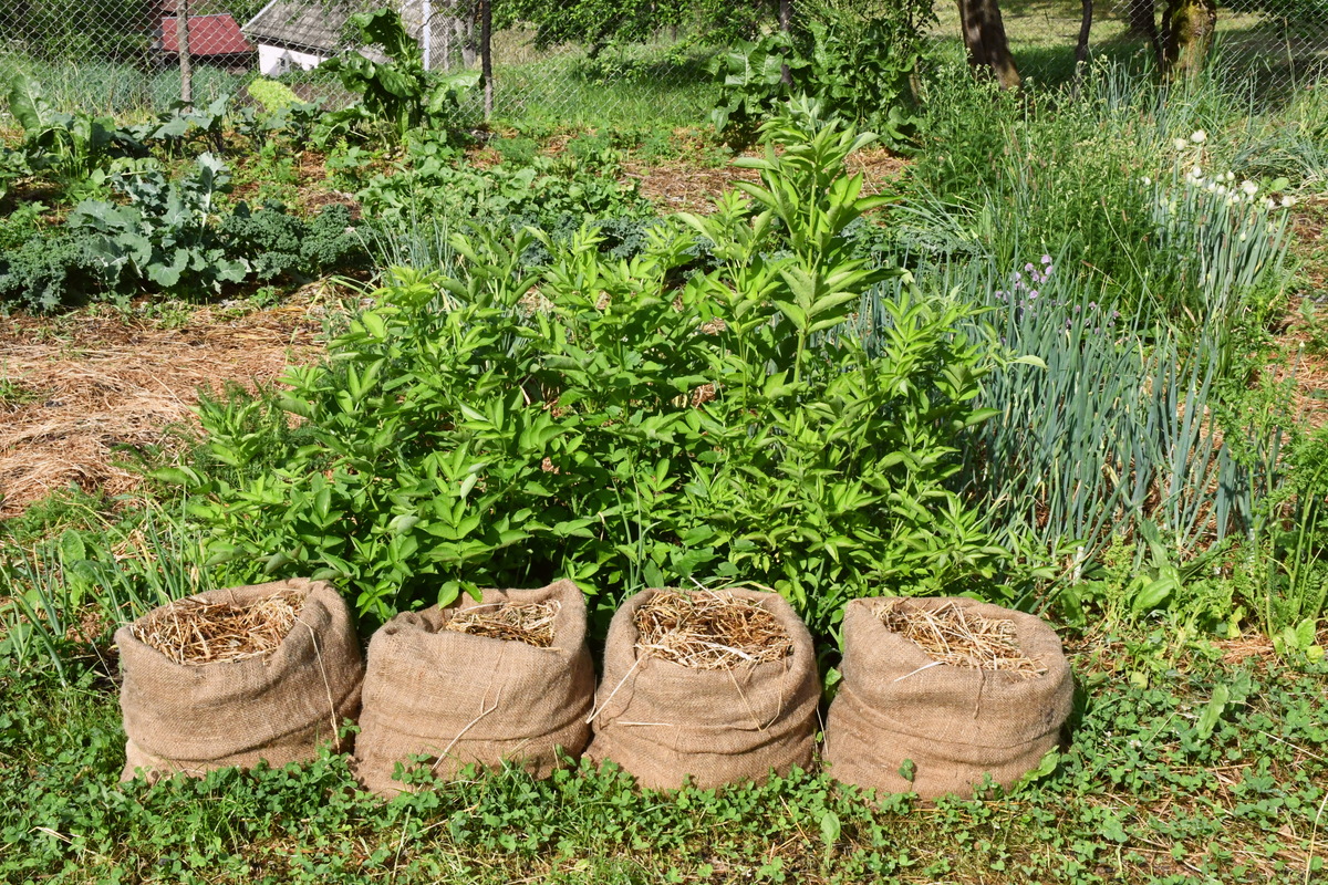 Four sacks sitting on edge of garden, mulch can be seen in the tops of the sacks. 
