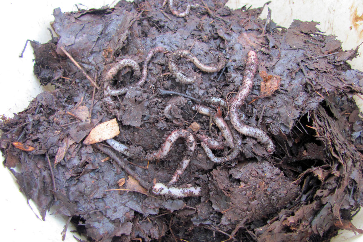 A handful of earthworms on top of a pile of decomposing leaves.