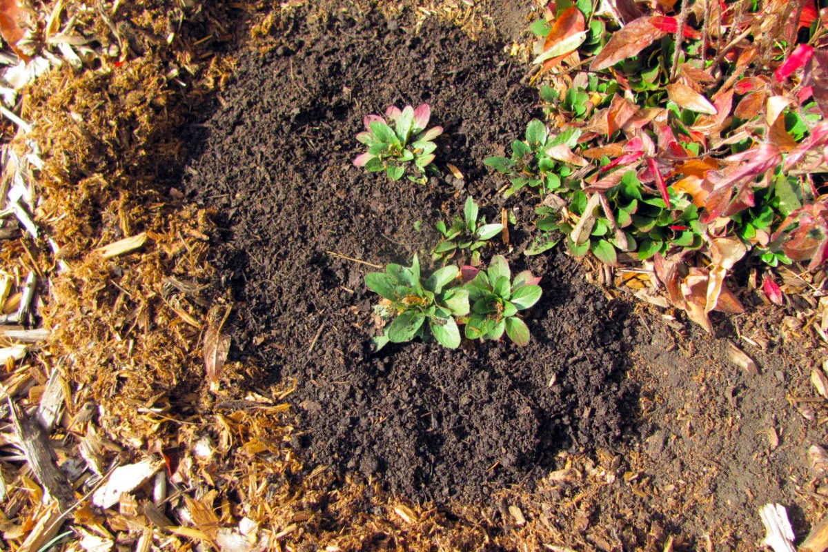 Tender young plants surrounded with leaf mold to condition their soil.