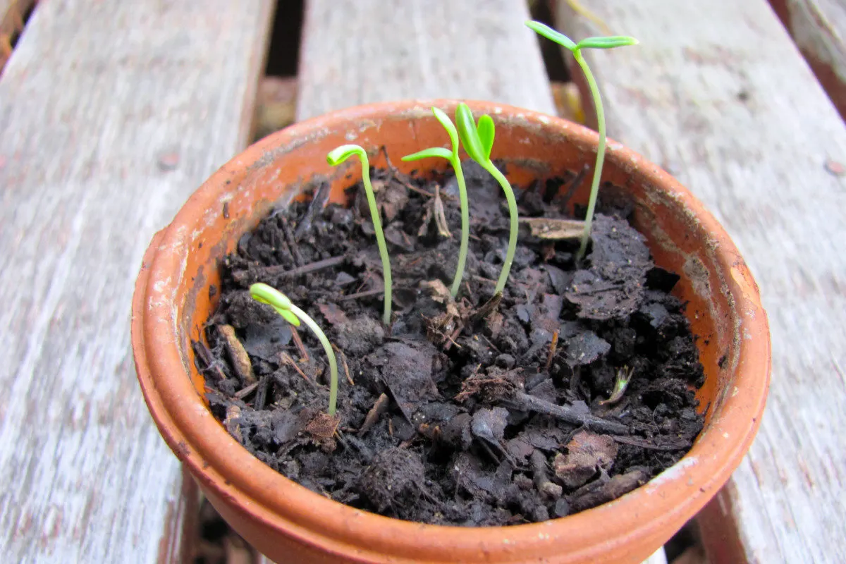 Tiny cosmos seedlings growing up out of leaf mold in a terracotta pot.