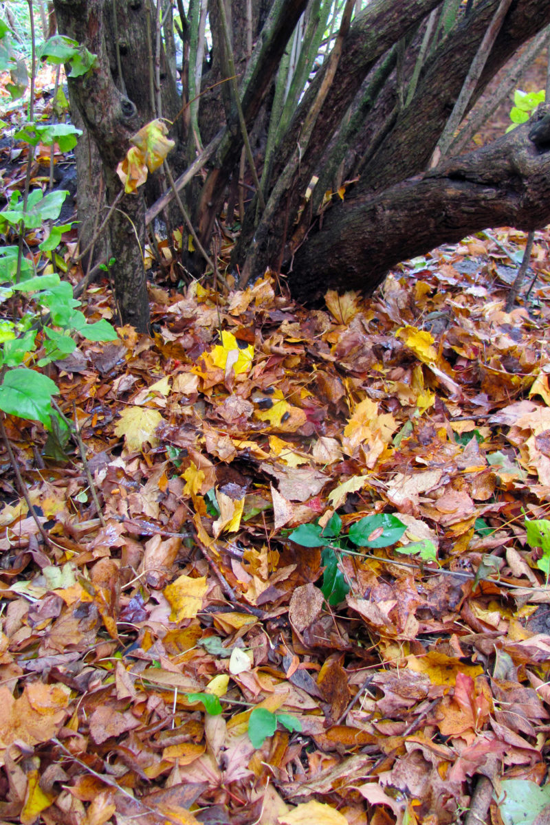 Base of a low-growing tree with wet  leaves accumulated at the ground.