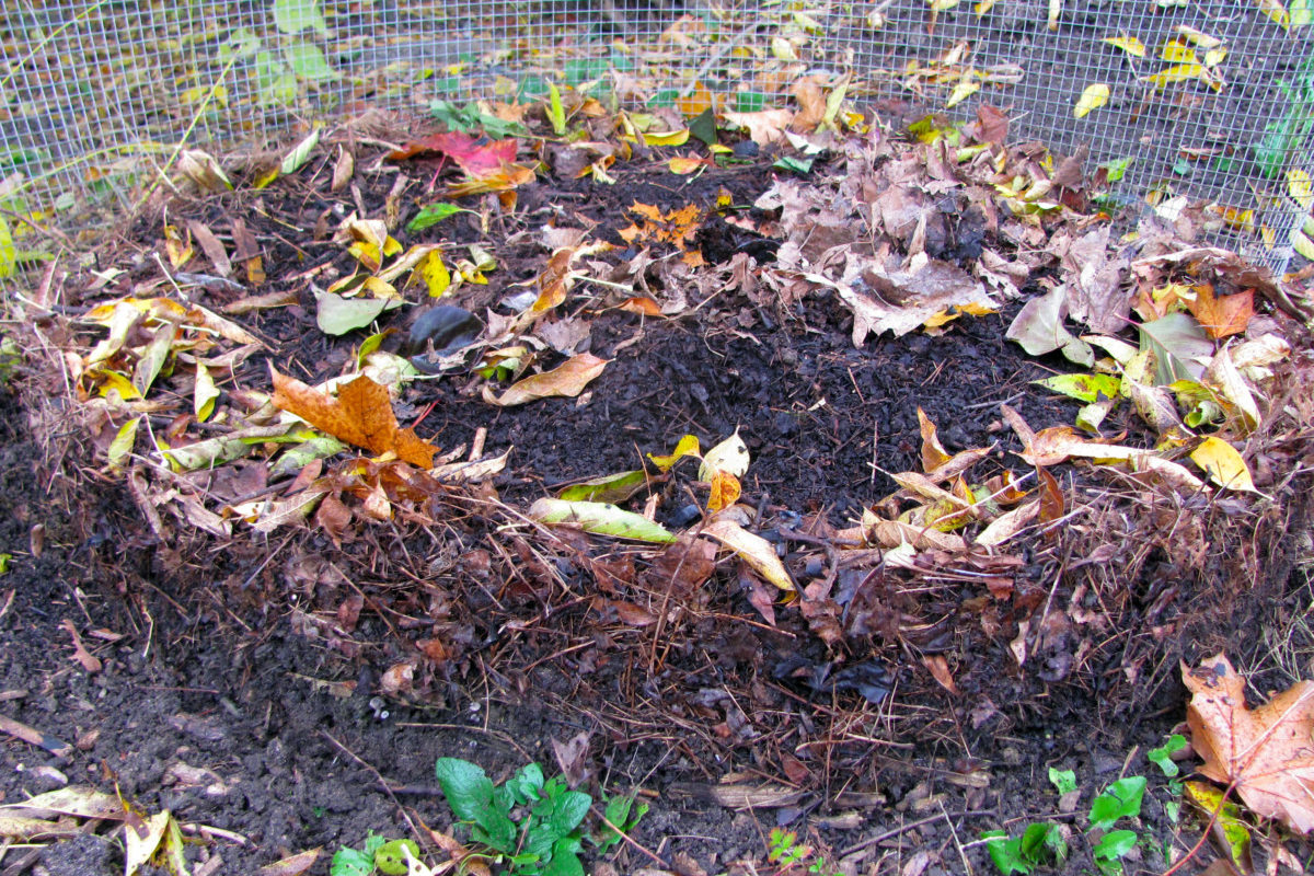 The hardware cloth has been removed from the leaf mold pile and the leaf mold holds its shape.