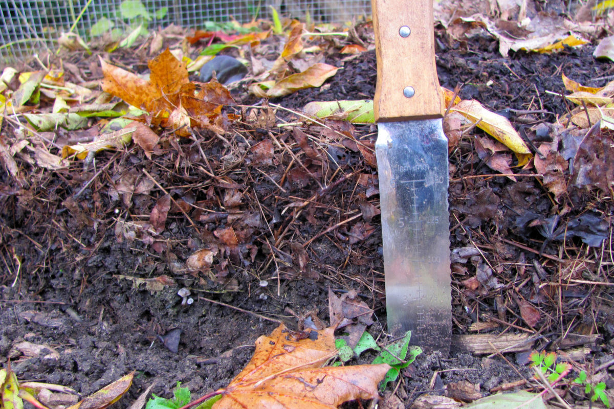 A Japanese gardening knife is used to show how deep the leaf mold pile is. 