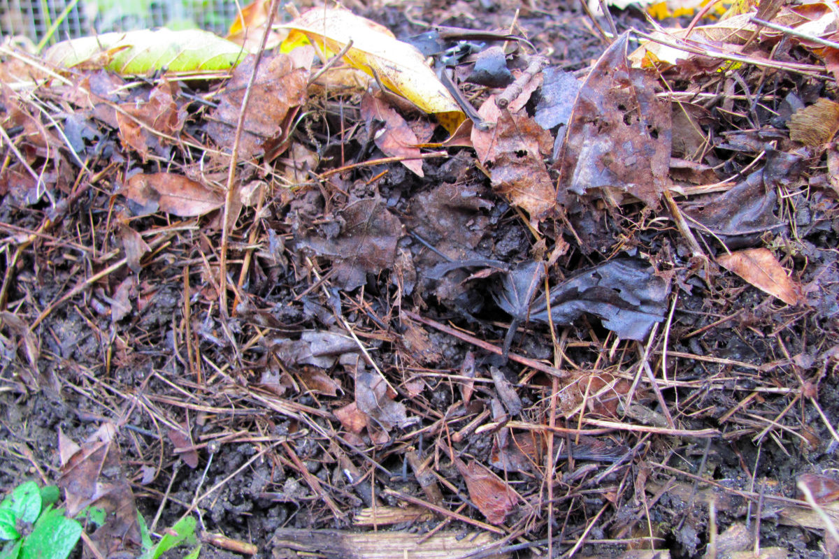 The sides of the leaf mold pile reveal lots of semi-decomposed leaves. 