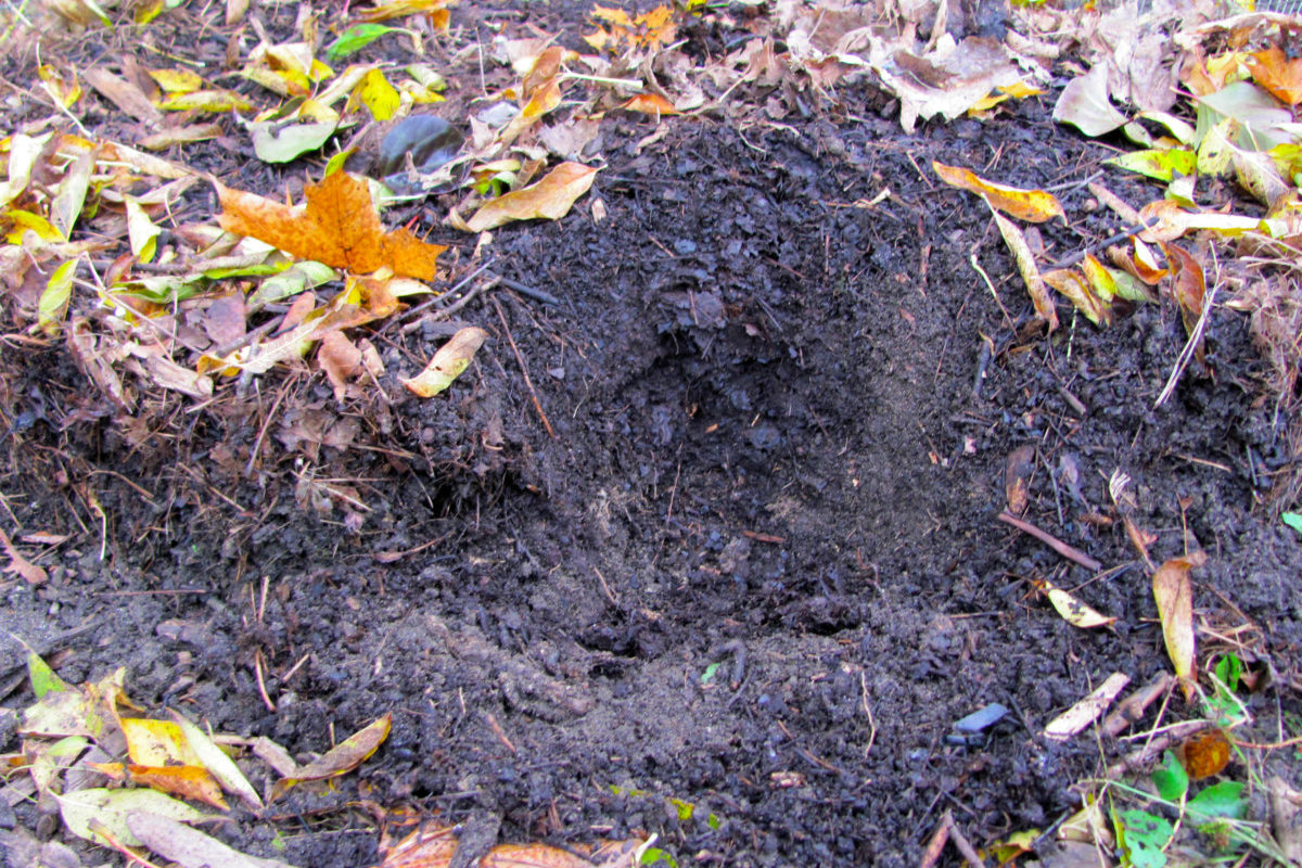 The center of the leaf mold pile has been dug back to reveal dark, crumbly leaf mold