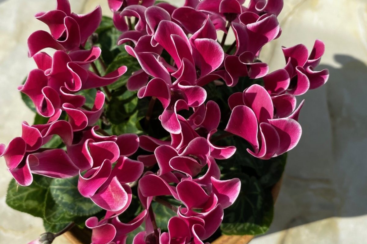 A lovely cyclamen with magenta blooms tipped in white edges.