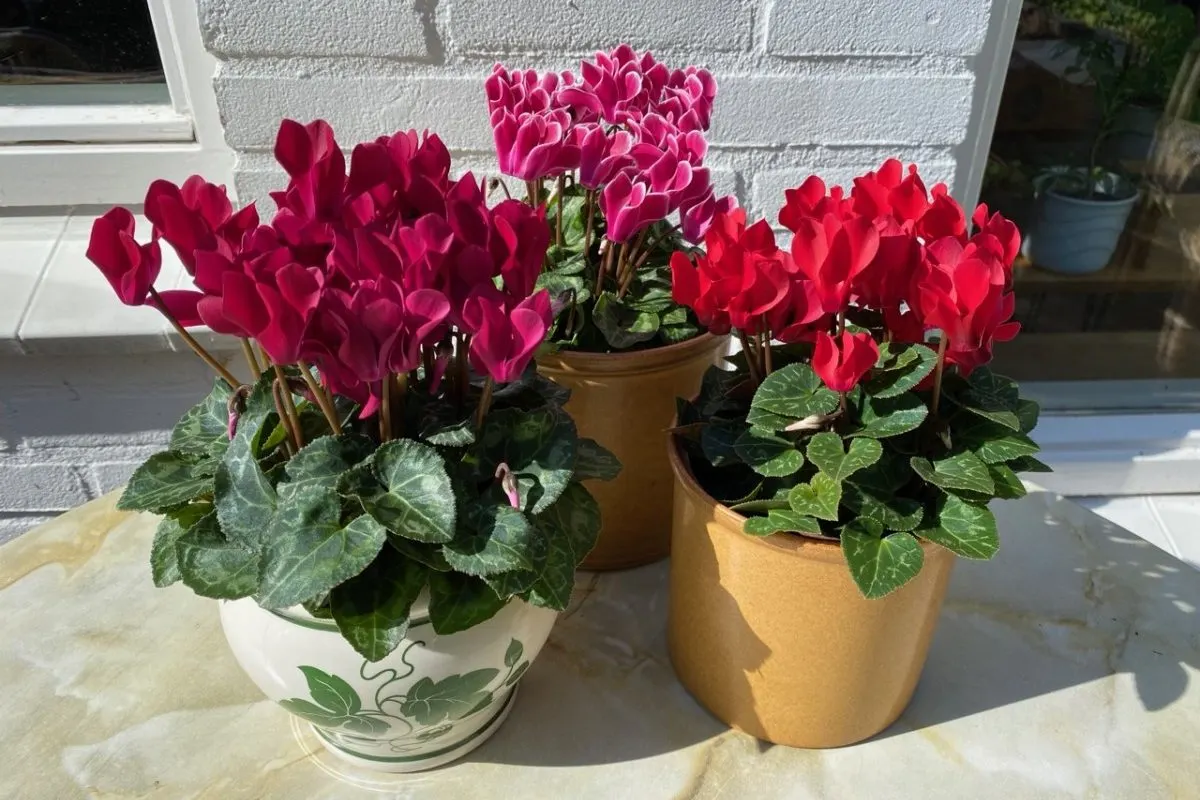 How to Care for Indoor Cyclamen & Getting it to Rebloom