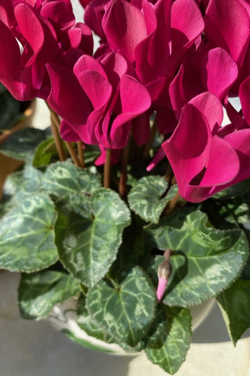 Close up of magenta cyclamen blooms. 