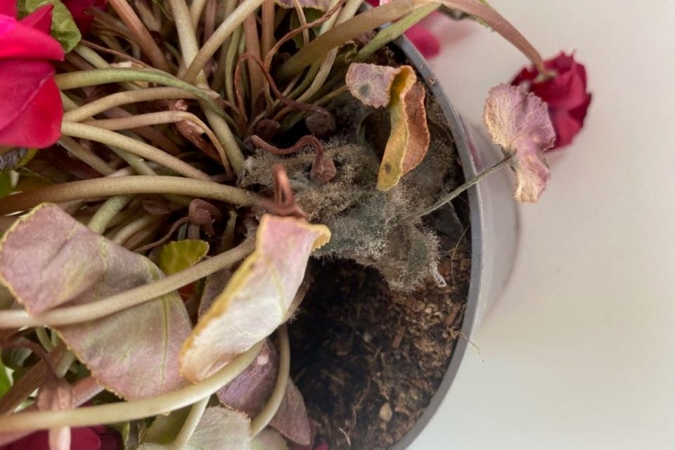 How to Care for Indoor Cyclamen & Getting it to Rebloom