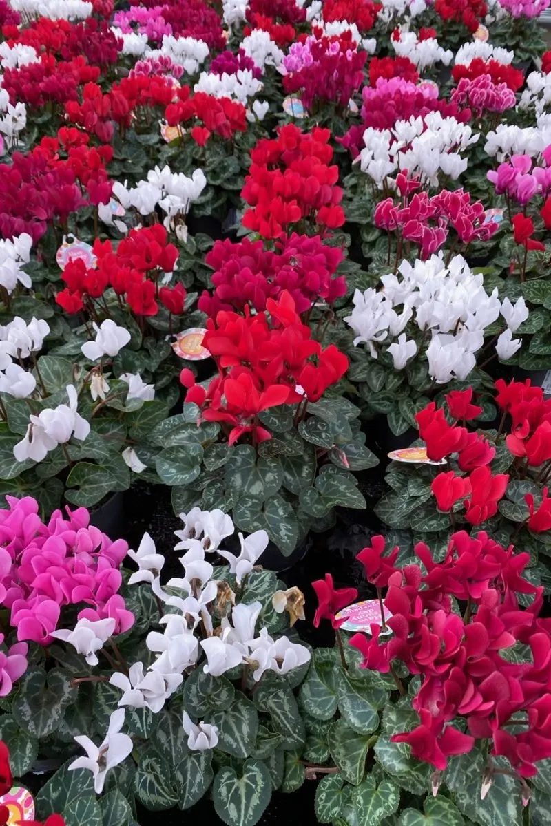 Overhead view of many cyclamen on display at a store.
