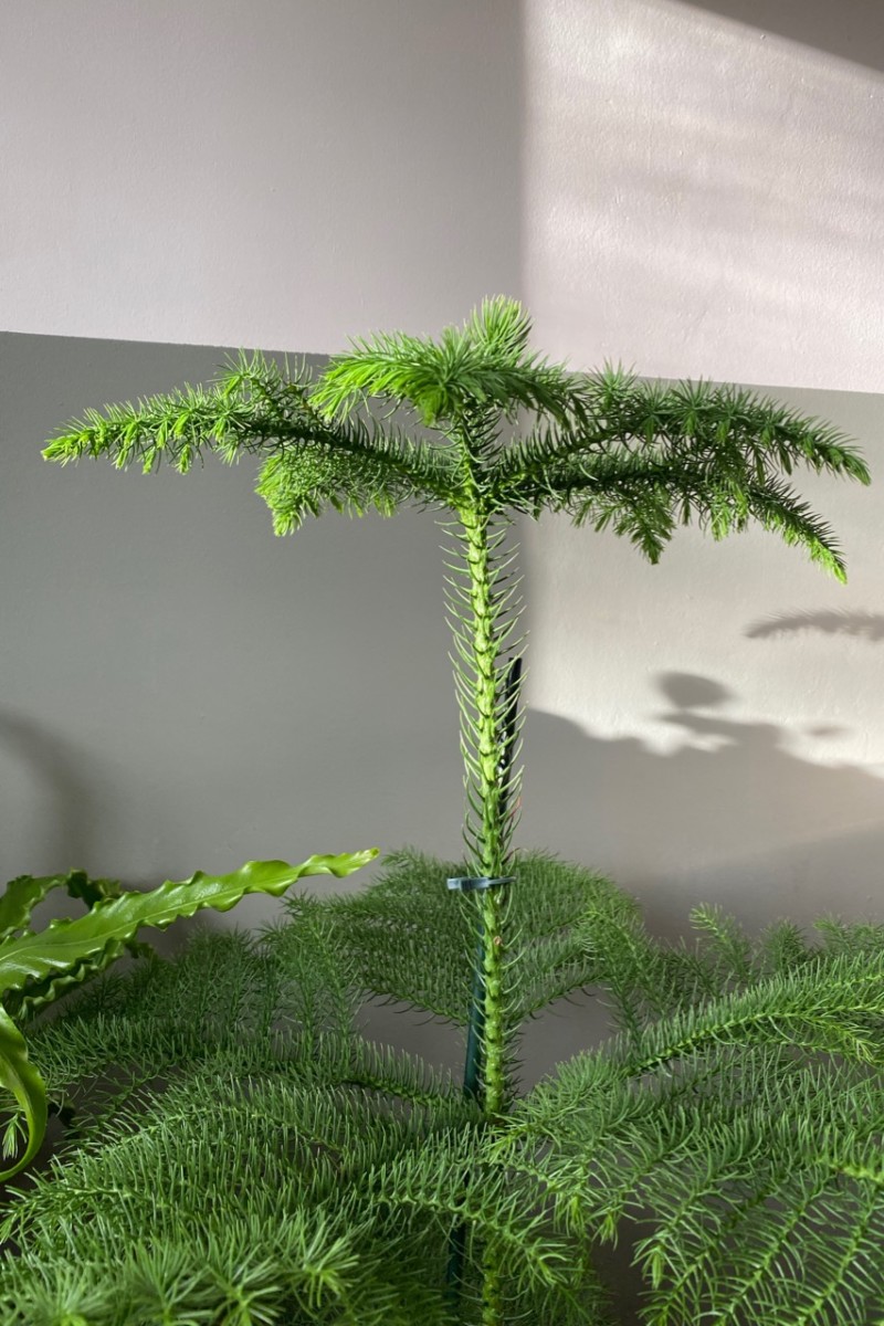 New growth on the tips of the Norfolk Island pine is always lighter green. 