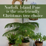 Norfolk Island Pine Christmas
