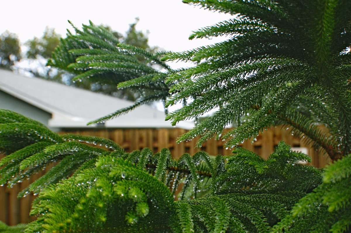 Norfolk Island Pine branches covered in water droplets from rain. 