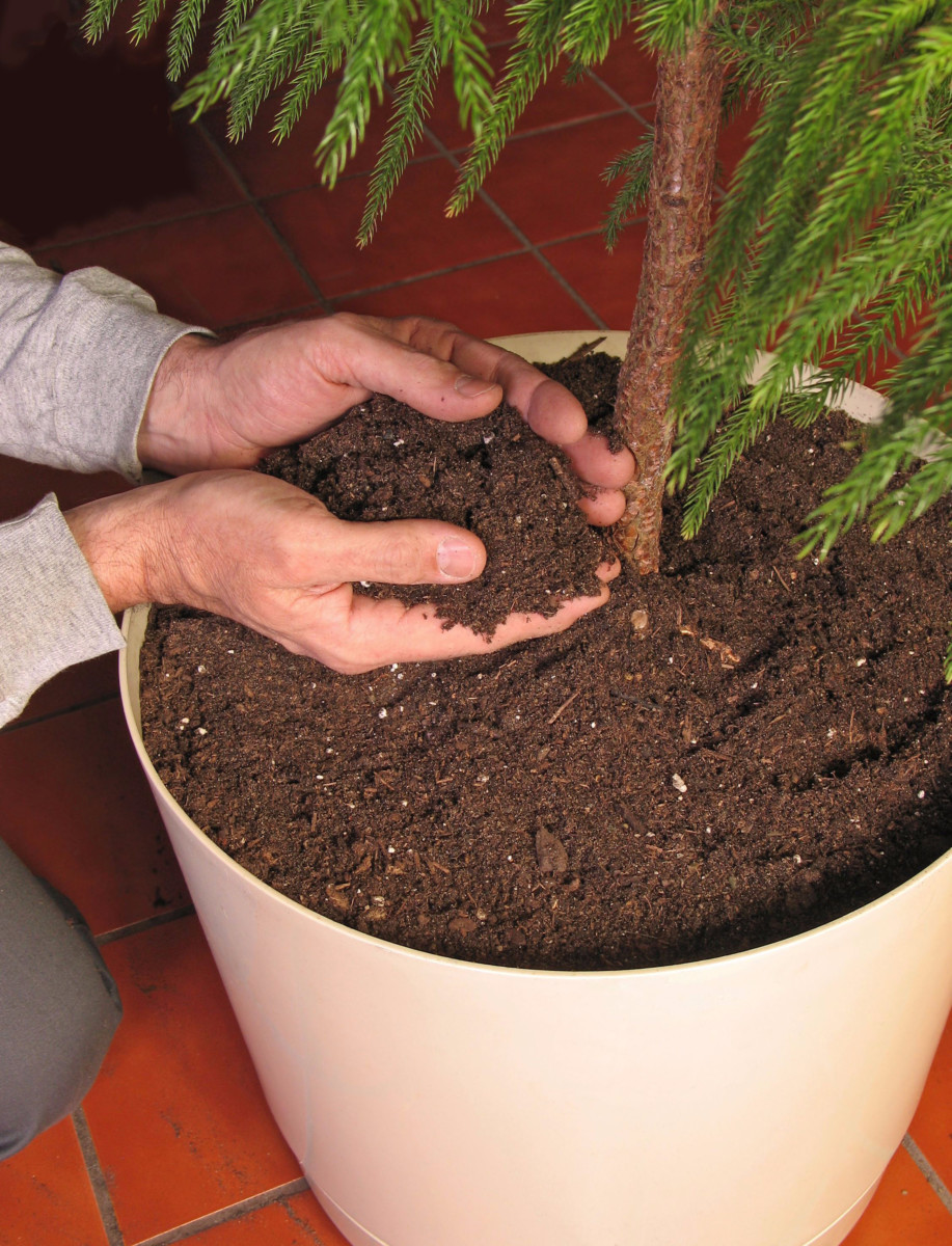 Man's hands adding soil to a potted Norfolk Island Pine.