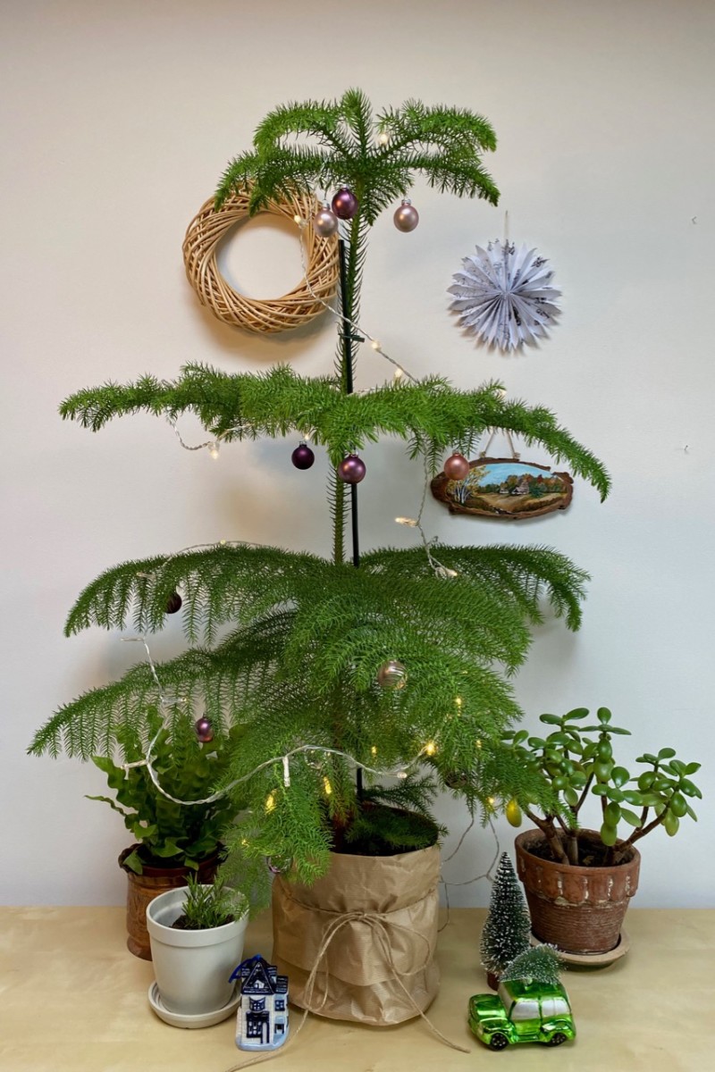 Alternative Christmas tree, a Norfolk Island Pine is covered in lights and baubles. 