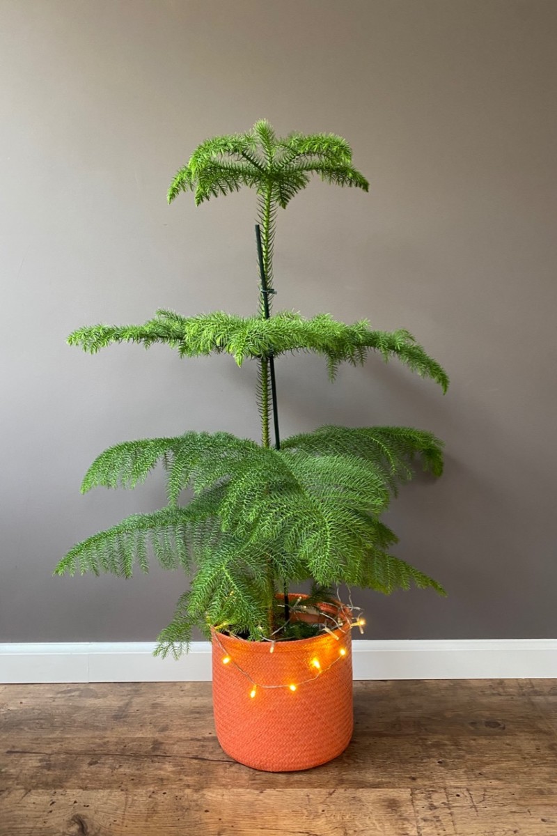 A potted Norfolk Island Pine with Christmas lights around the base of the pot. 