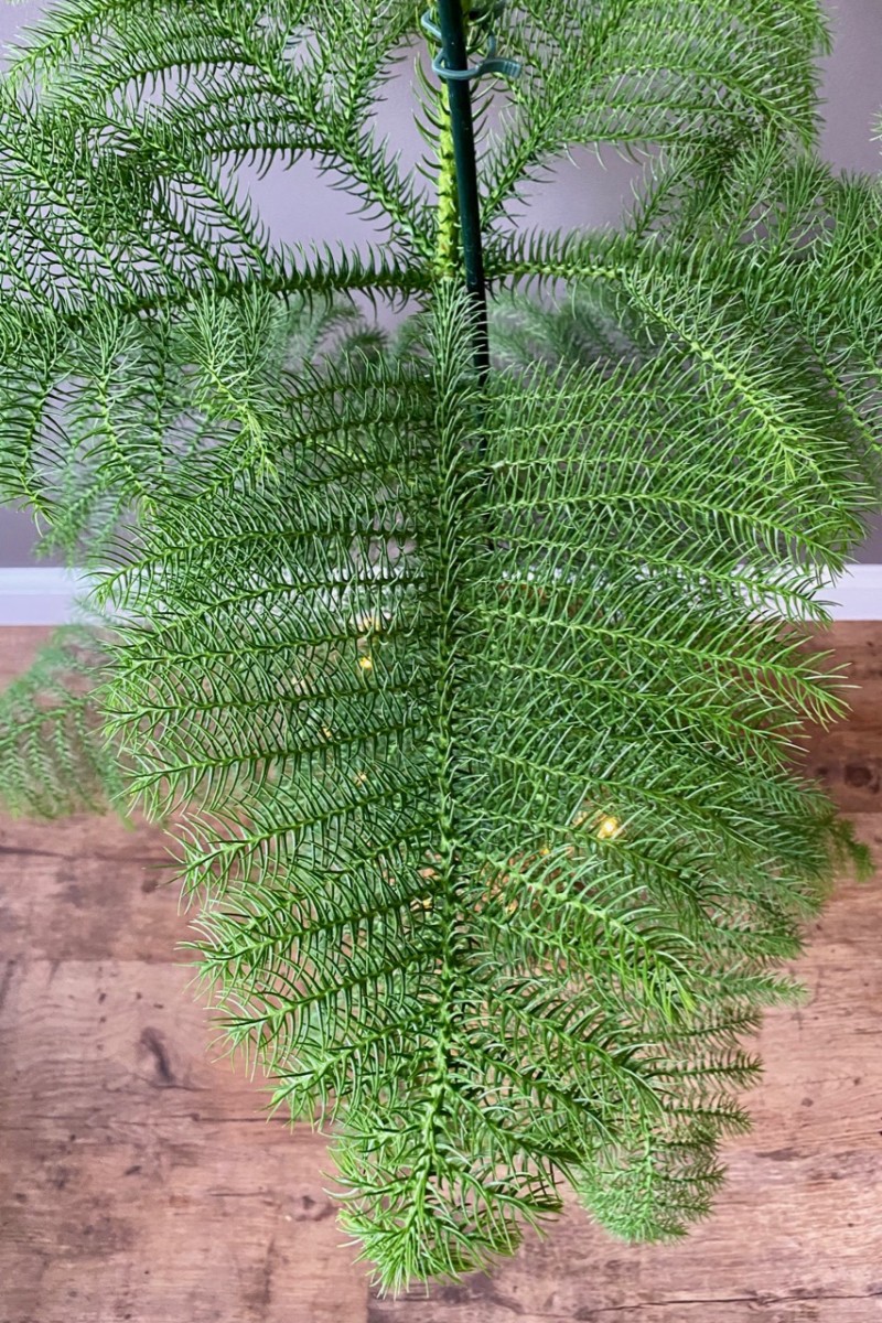 Close up photo of the needles of a Norfolk Island Pine.