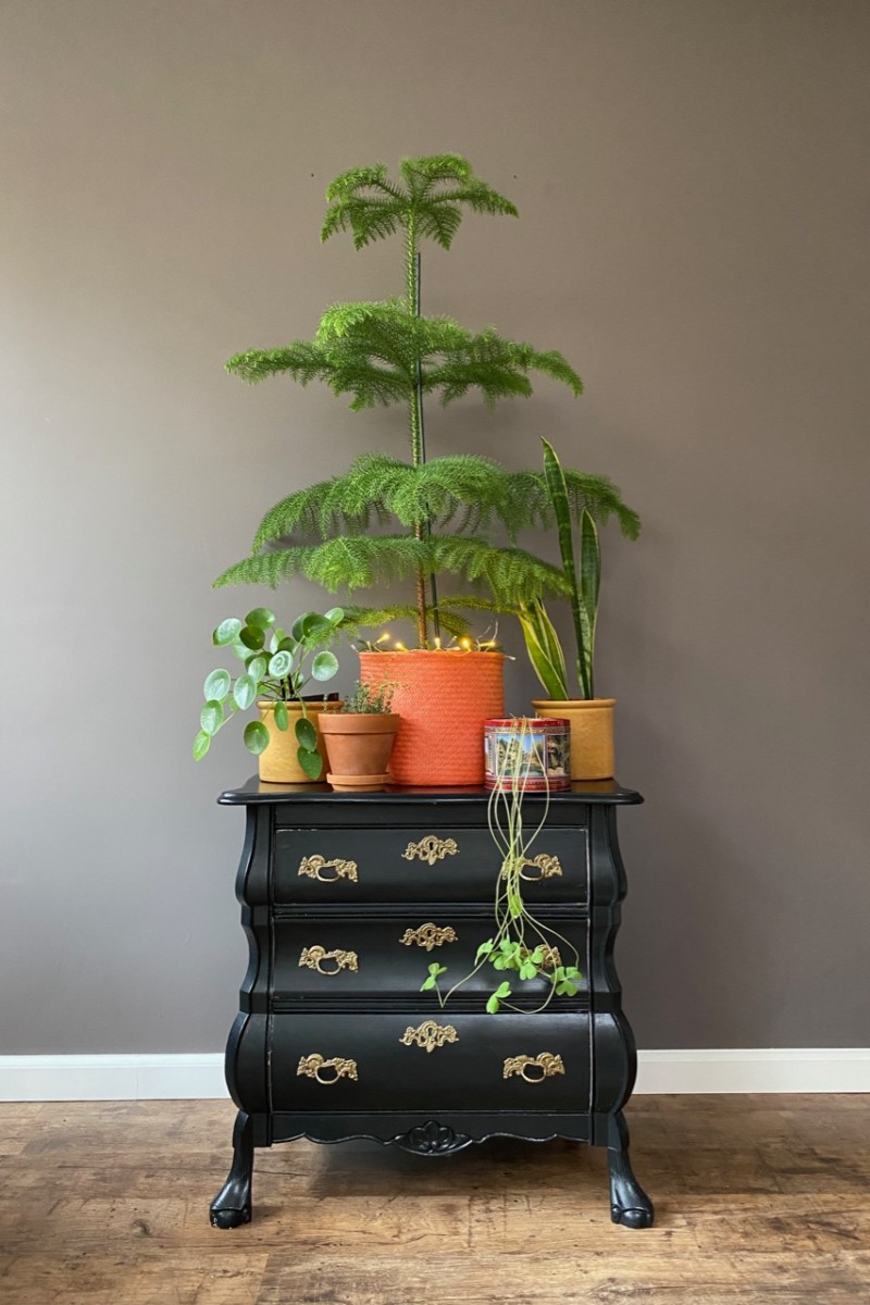 A Norfolk Island Pine tree set on a dresser with other plants. 