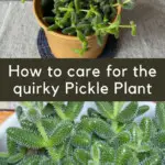 Pickle plant care guide