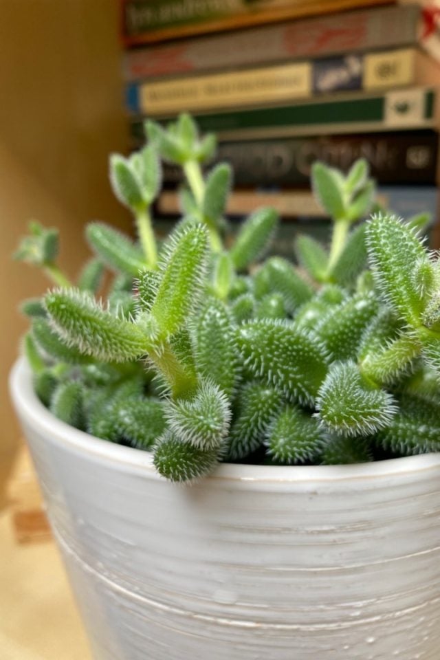how-to-care-for-the-quirky-pickle-plant